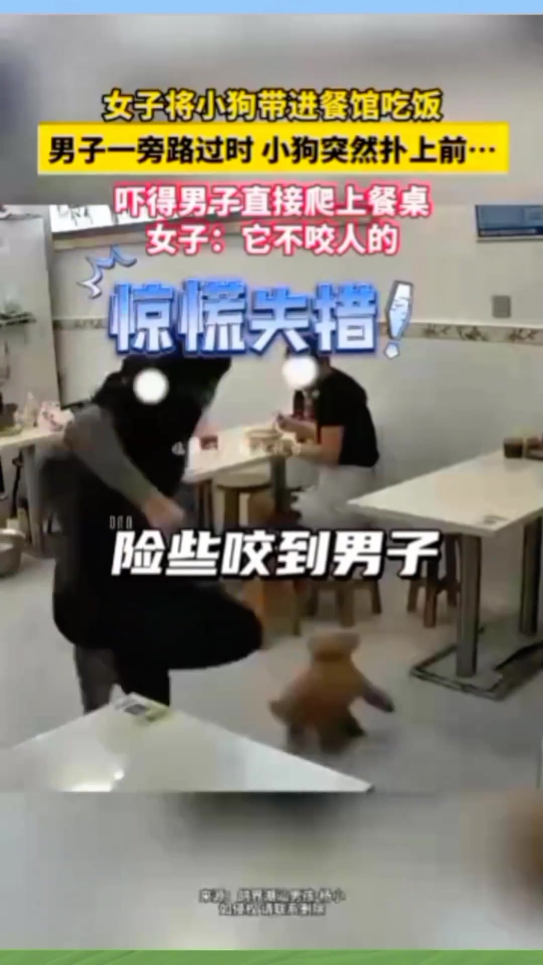 这种狗子太讨厌了！