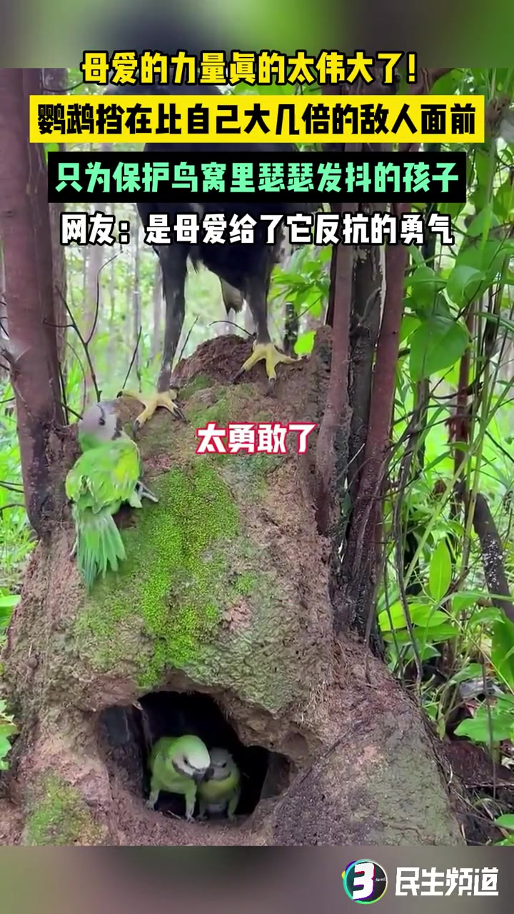 鹦鹉挡在比自己大几倍的敌人面前，只为保护鸟窝里瑟瑟发抖的孩子