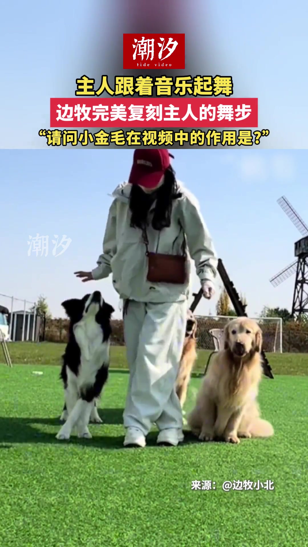 主人跟着音乐起舞边牧完美复刻主人的舞步！