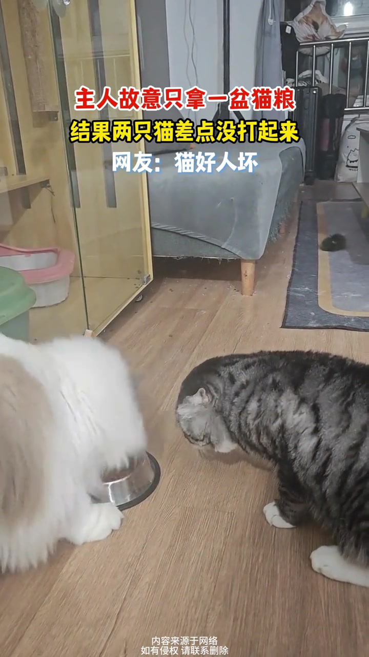 主人故意只拿一盆猫粮，结果两只猫差点没打起来，网友：猫好人坏