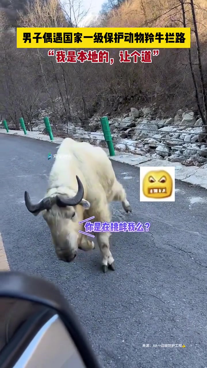 男子偶遇国家一级保护动物羚牛拦路，高喊：我是本地的，让个道