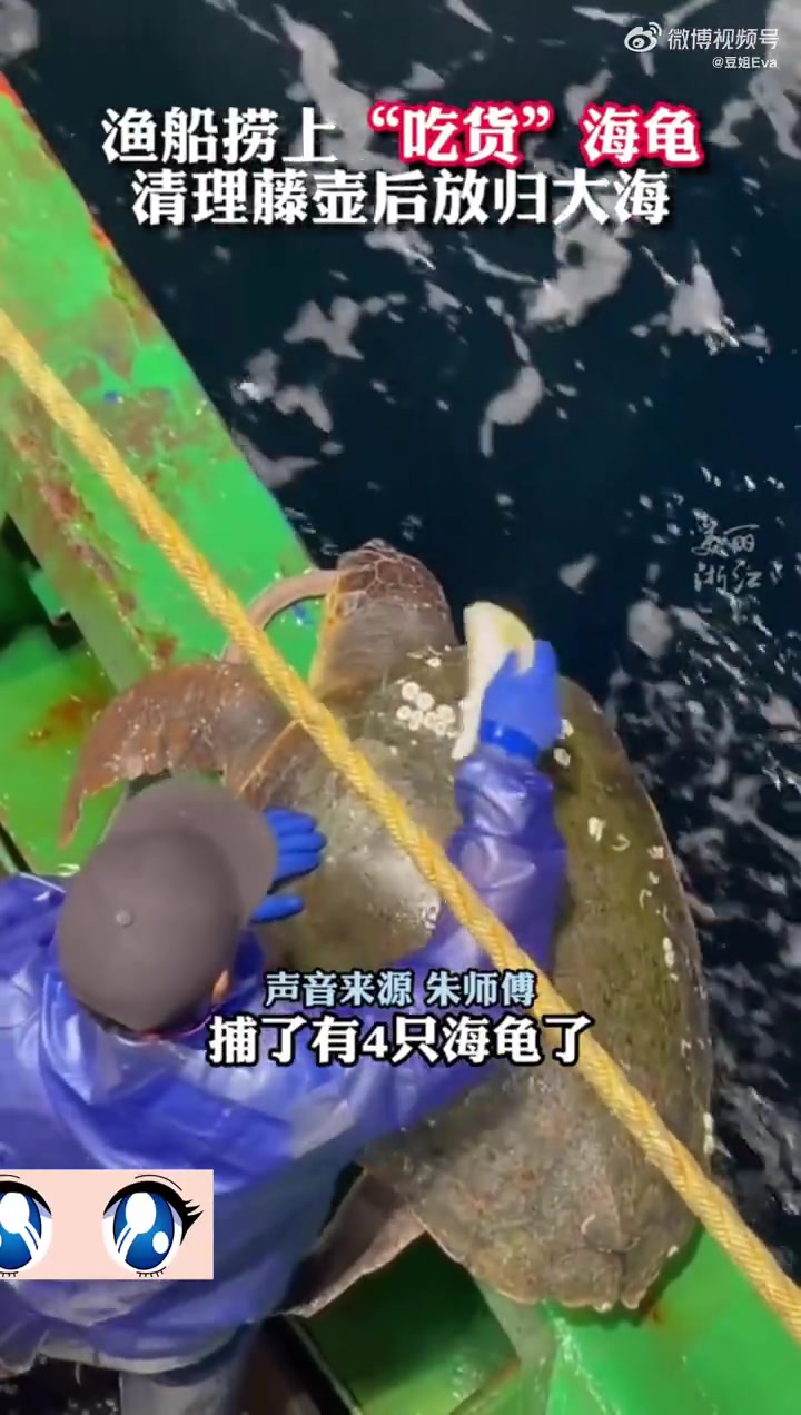 海龟被捕上船吃着鳗鱼做背部清洁随后被放回大海！！！