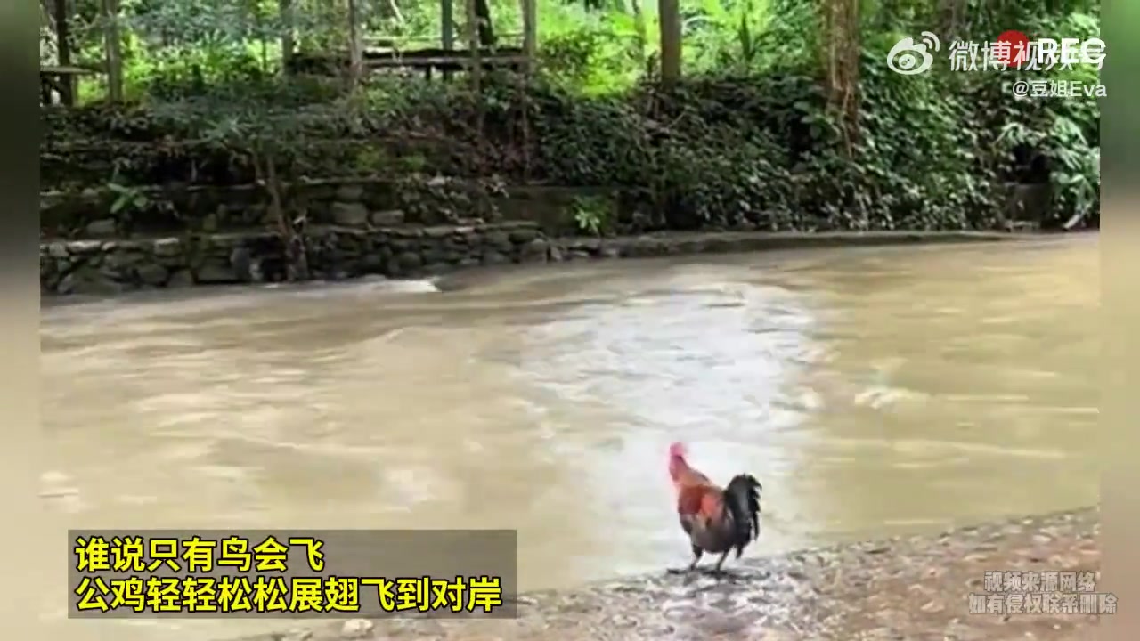 公鸡飞起来过河，太猛了！！