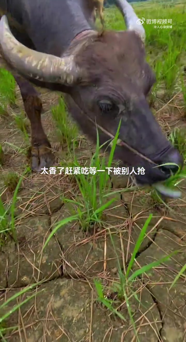 老牛吃个饭，还那么快，这二茬水稻真香！