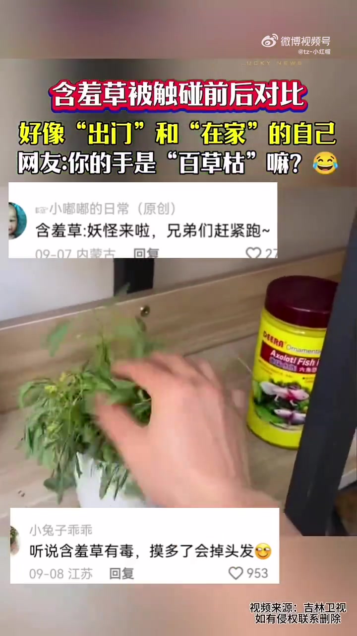 含羞草被触碰前后对比，好像“出门”和“在家”的自己
