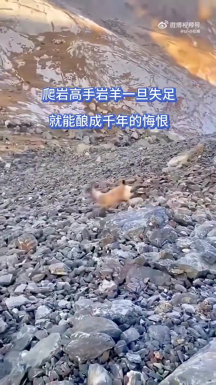 善于攀爬的岩羊一旦失足，也能酿成千古遗恨！