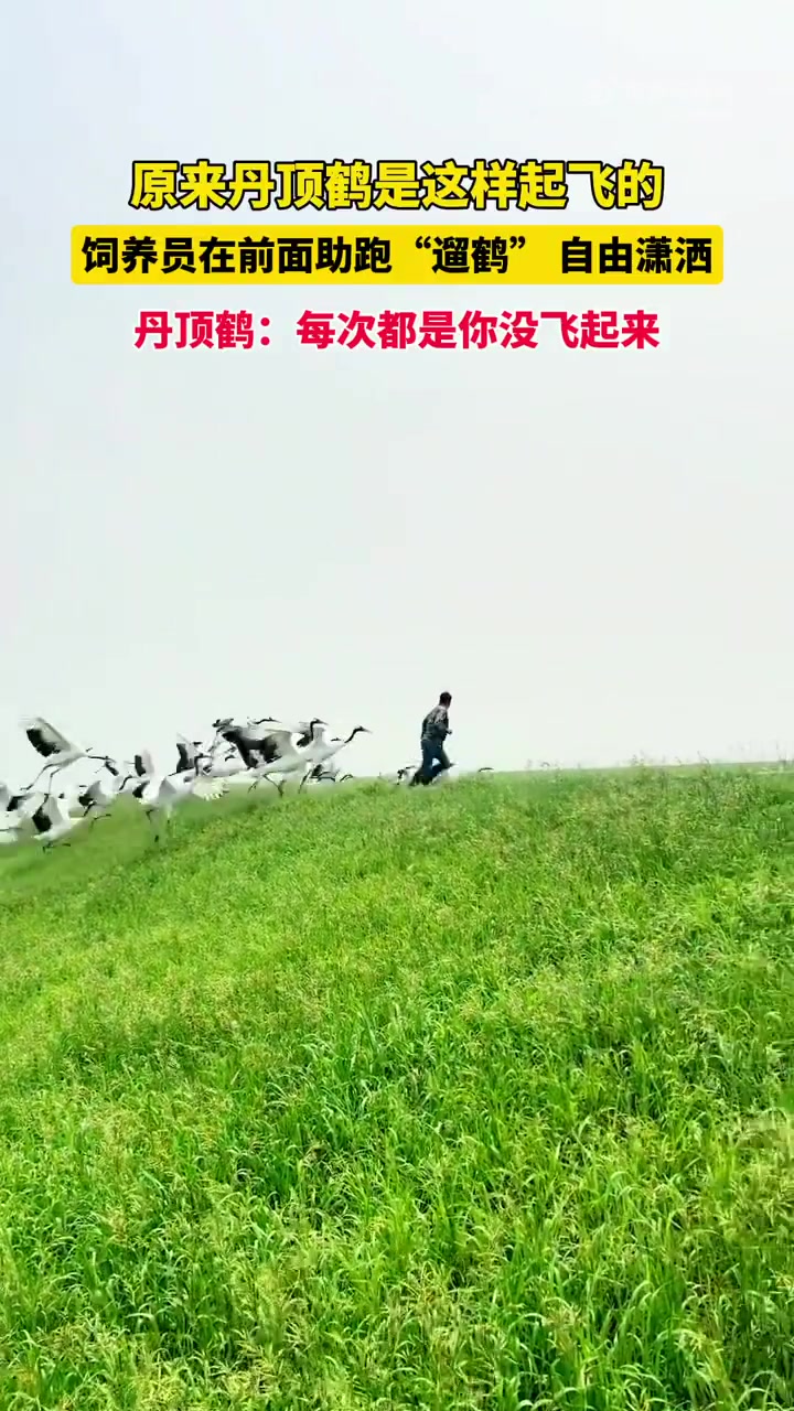 原来丹顶鹤是这样起飞的！