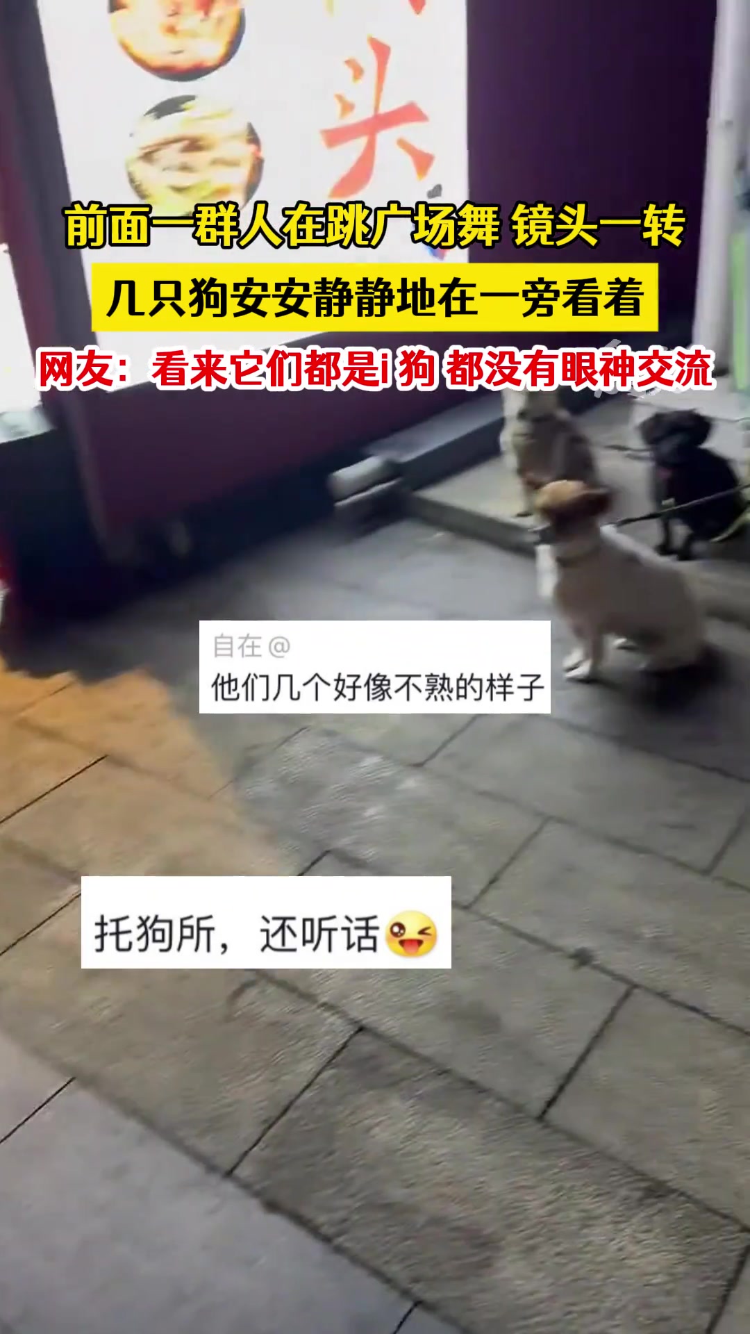 看来这几只都是i狗都没有眼神交流