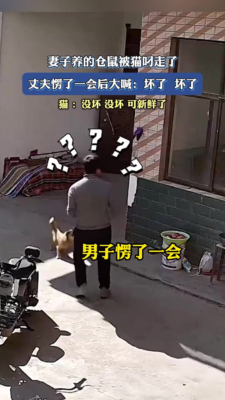 妻子养的仓鼠被猫叼走了，丈夫愣了一会后大喊：坏了坏了