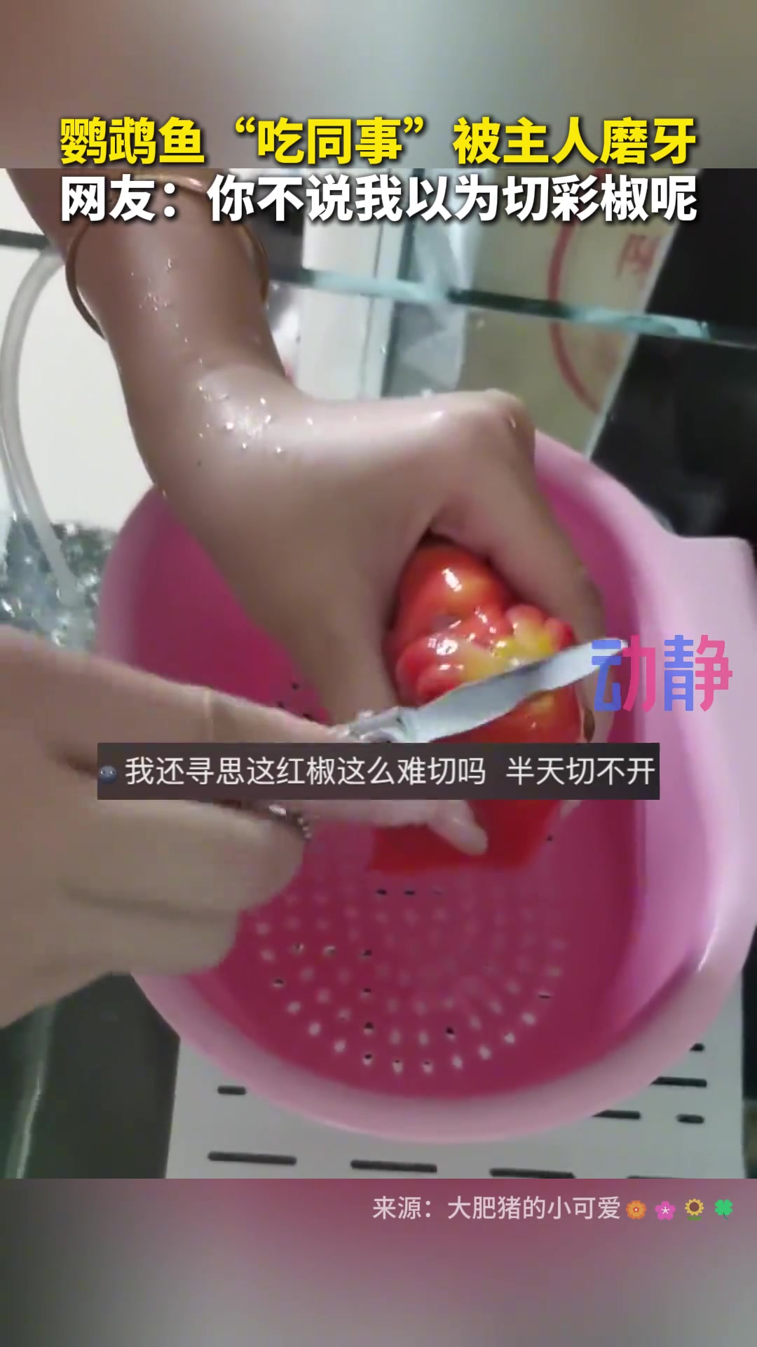 鹦鹉鱼”吃同事“被主人磨牙网友：你不说我以为切彩椒呢