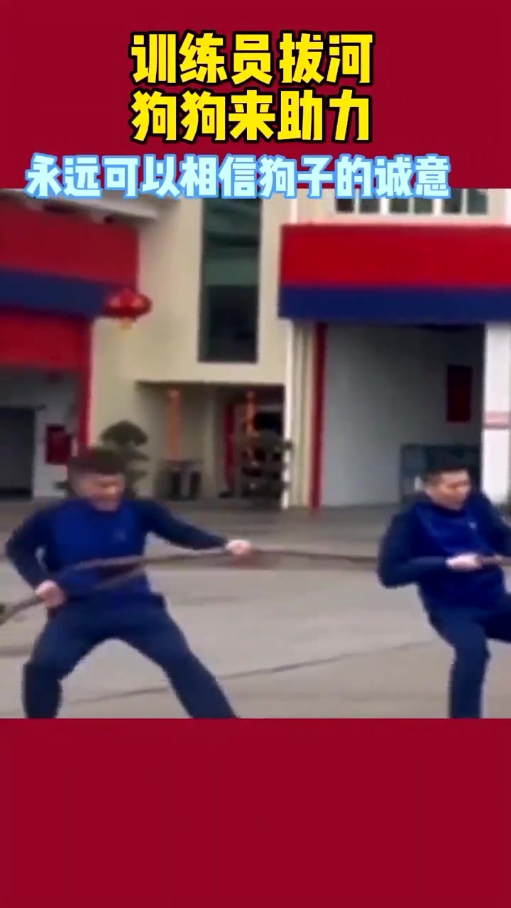 训练员拔河，狗狗来助力！