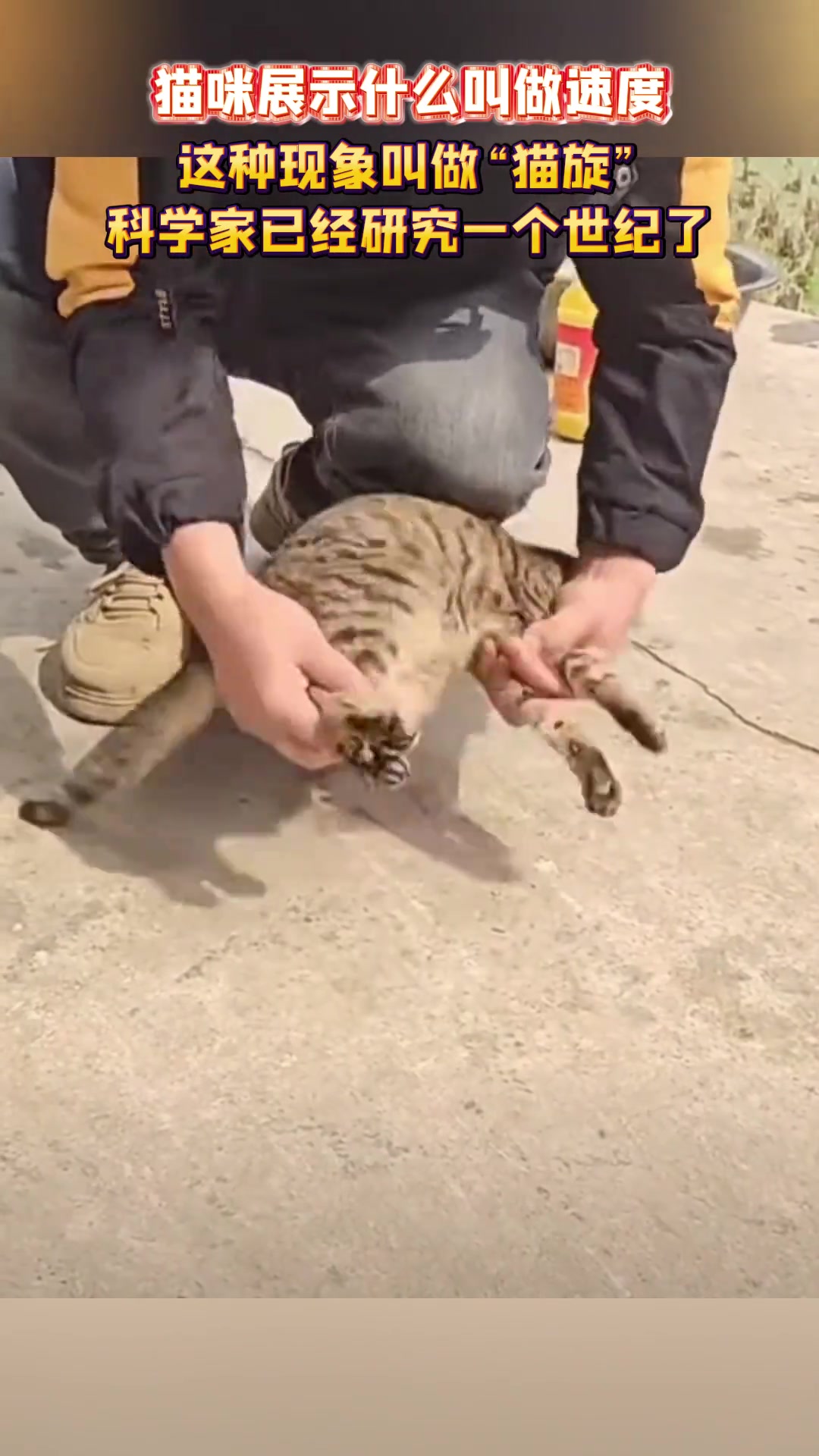 猫咪展示什么叫做速度这种现象叫做“猫旋”