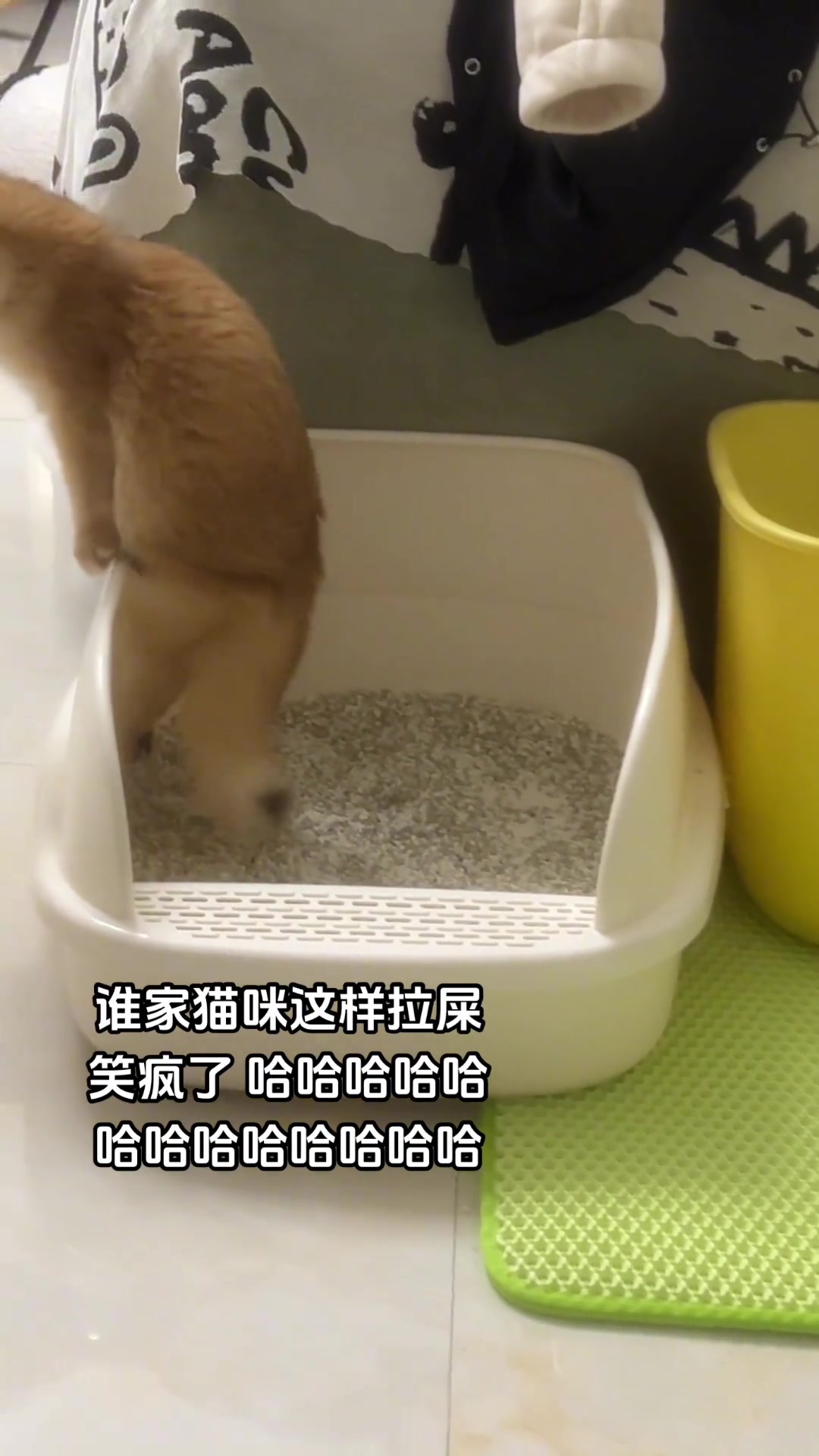 真的要被我家猫咪拉屎笑疯