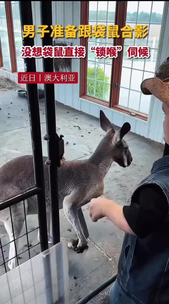 男子想跟袋鼠合影，没想到袋鼠直接“锁喉”