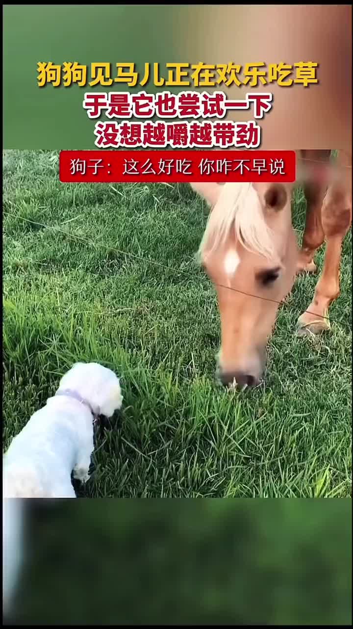 这草这么好吃嘛我也试试