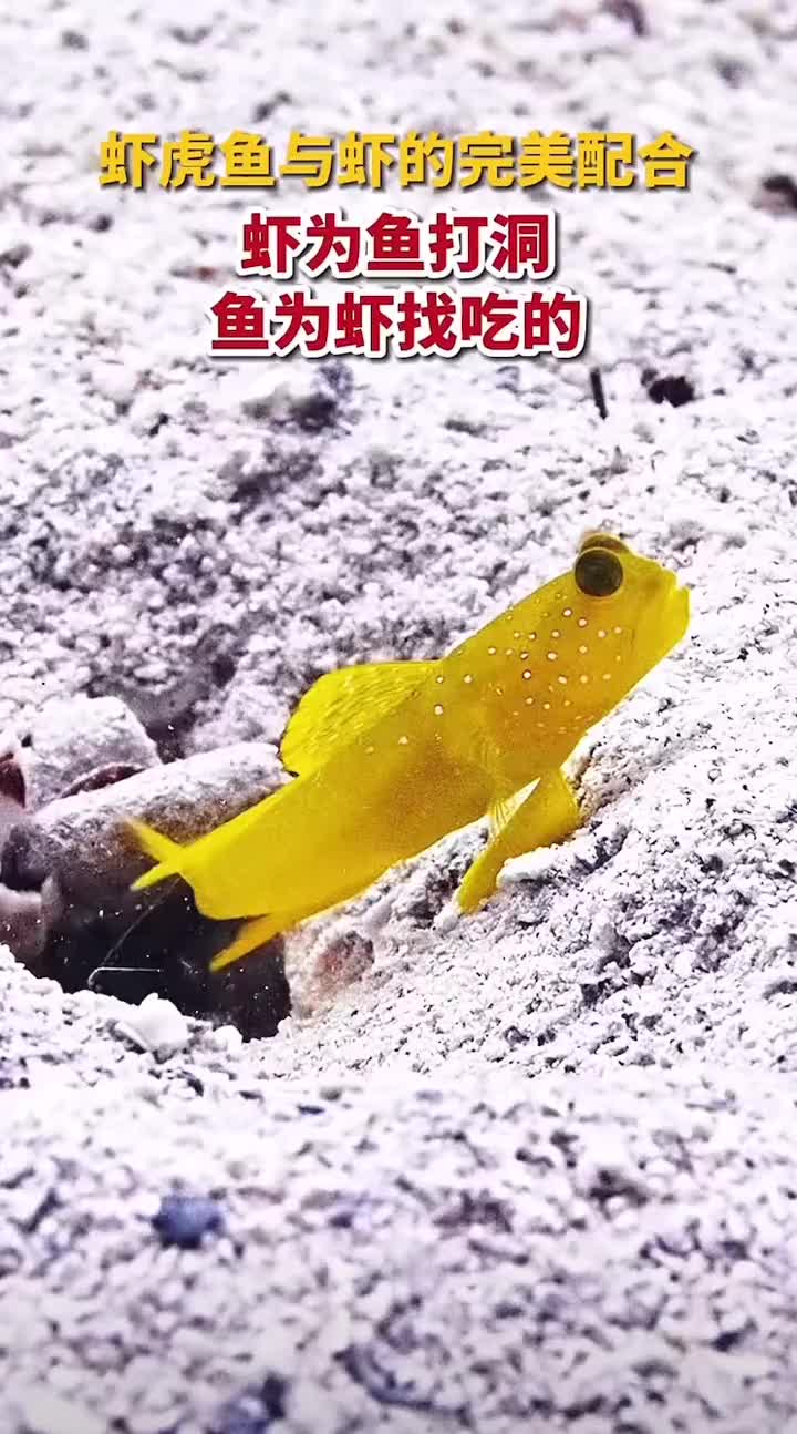 虾为鱼打洞，鱼为虾找吃的