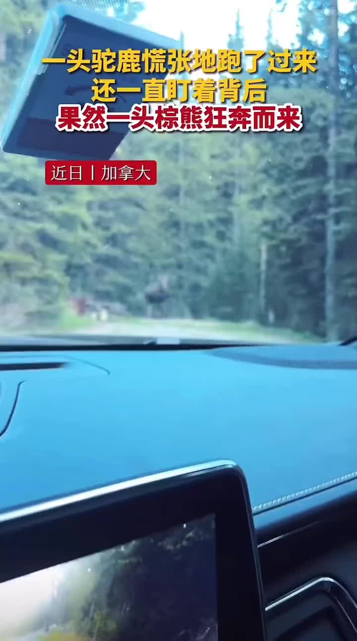 一头驼鹿慌张的跑了过来，紧接身后一棕熊狂奔而来