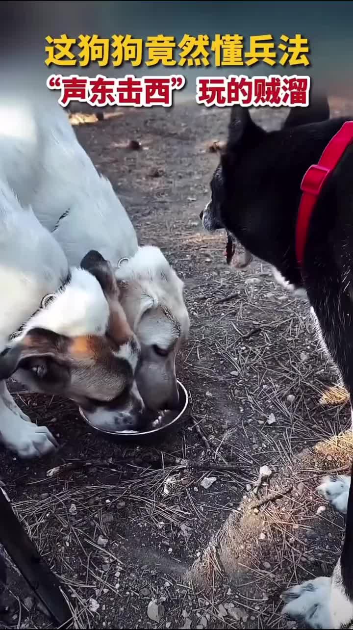 这狗狗竟然懂兵法！