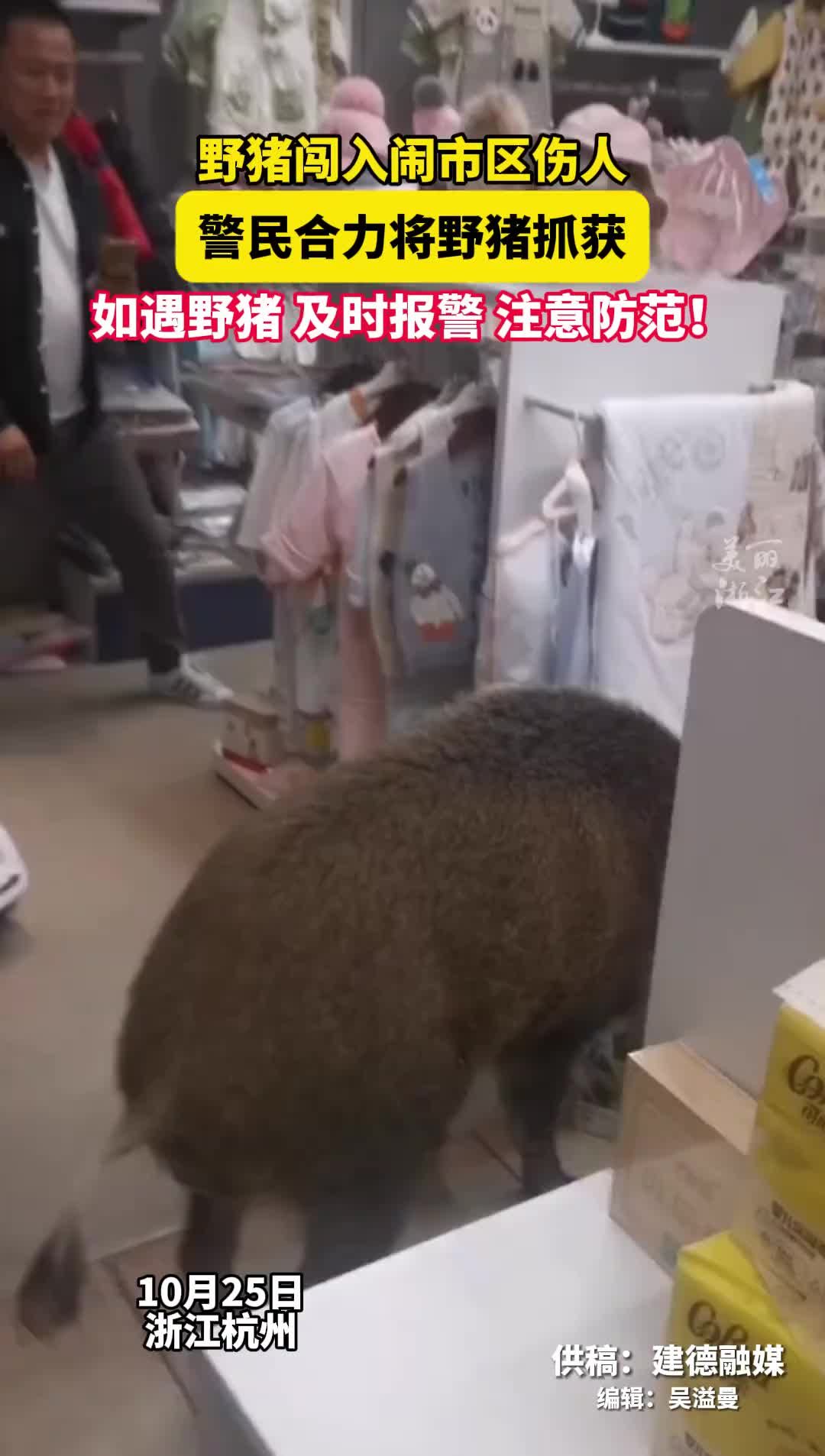 野猪闯入闹市区伤人，警民合力将它抓获！
