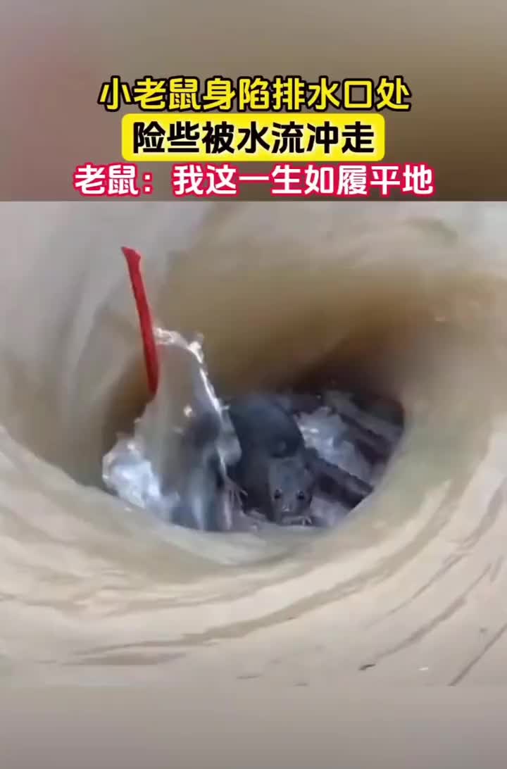 小老鼠被困漩涡之中