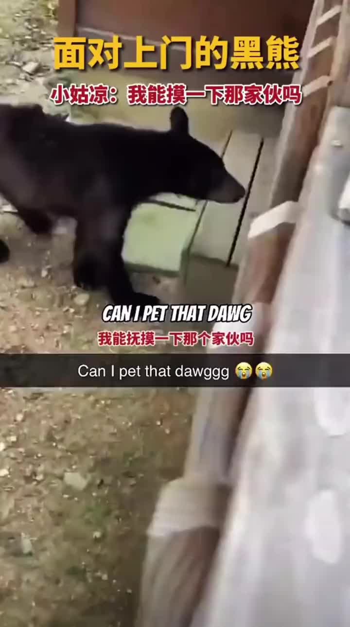 小女孩对上门来的黑熊，充满了强烈的抚摸欲