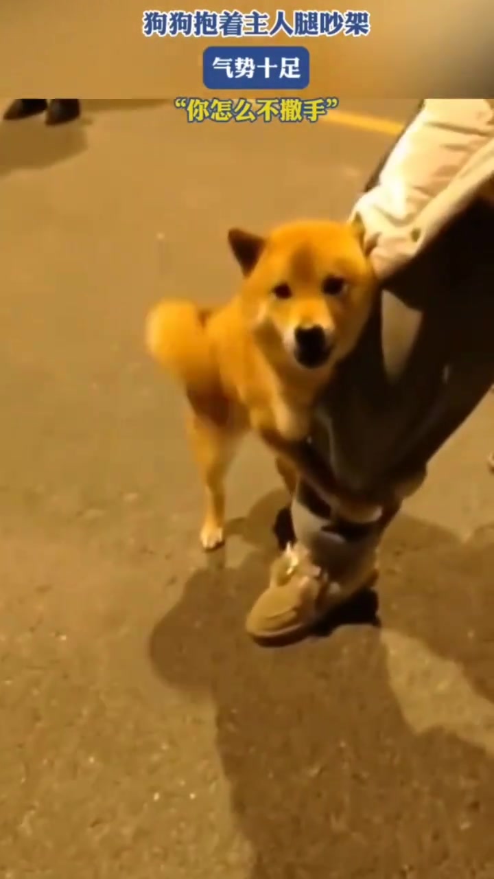 狗狗抱着主人腿吵架，气势十足“你怎么不撒手”