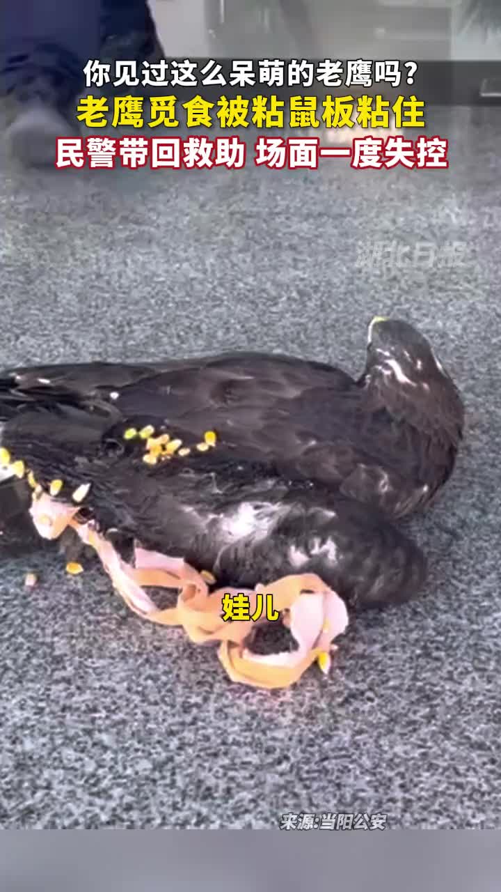 老鹰觅食被粘鼠板粘住，被人带回救助！