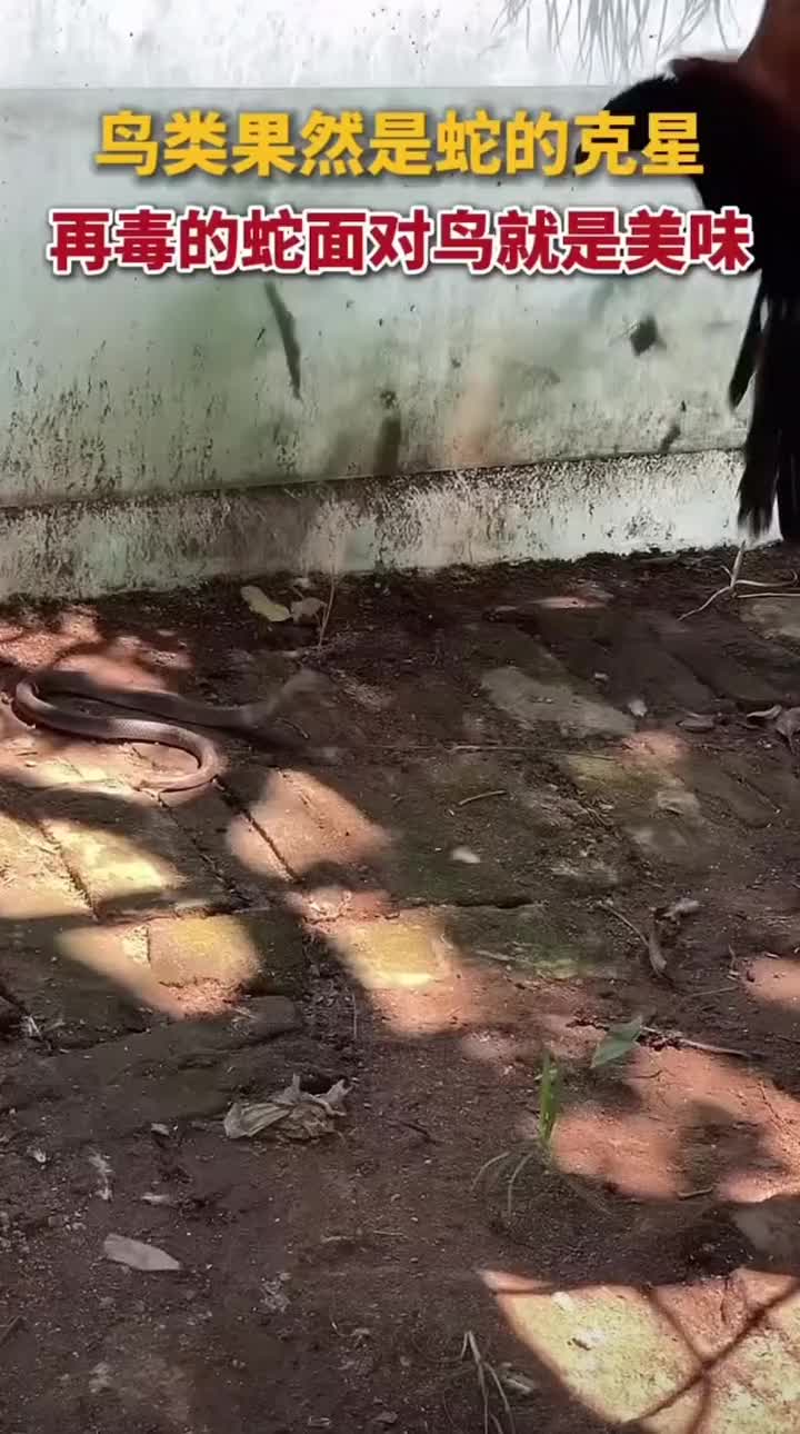 果然鸟类果然是蛇的克星