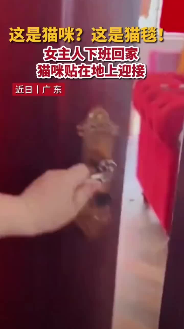 这哪是猫咪！这是猫毯！