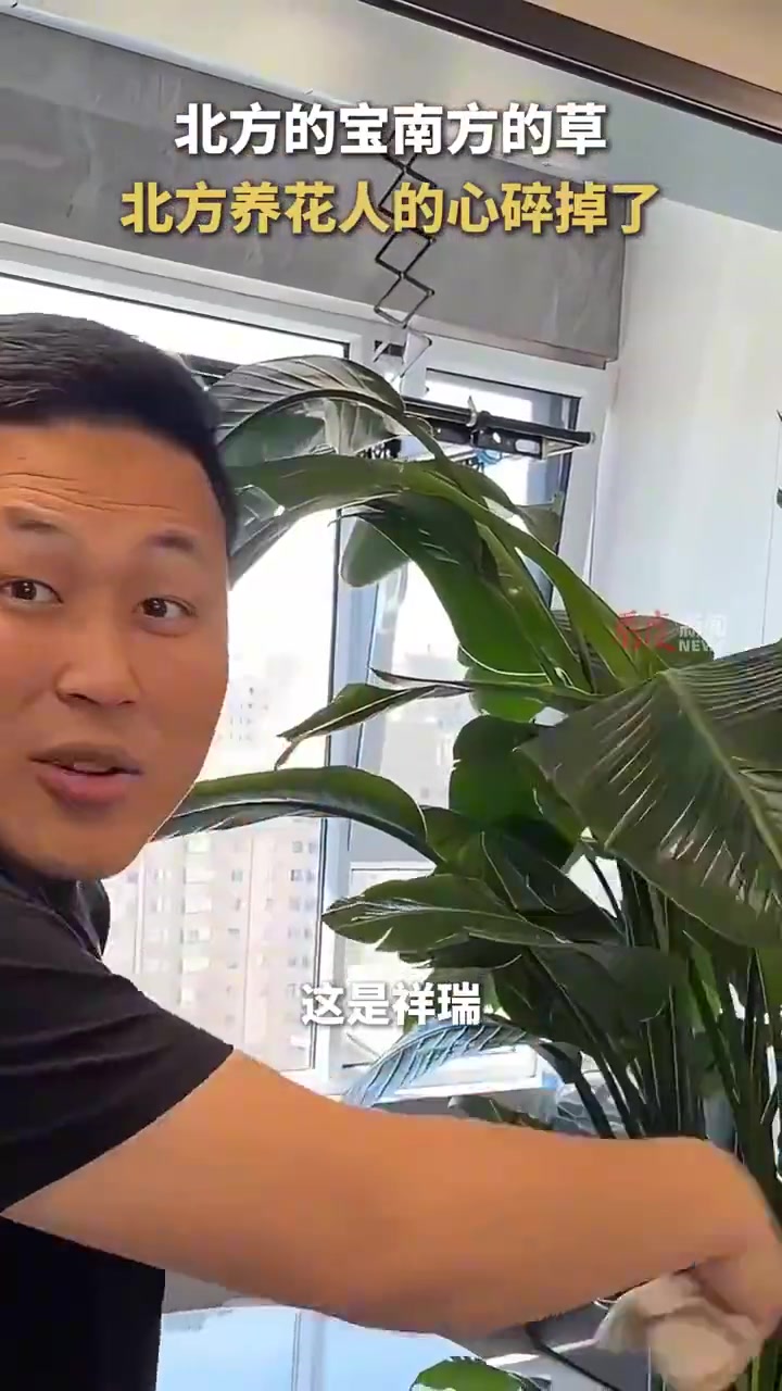 北方的宝南方的草，北方养花人的心碎掉了