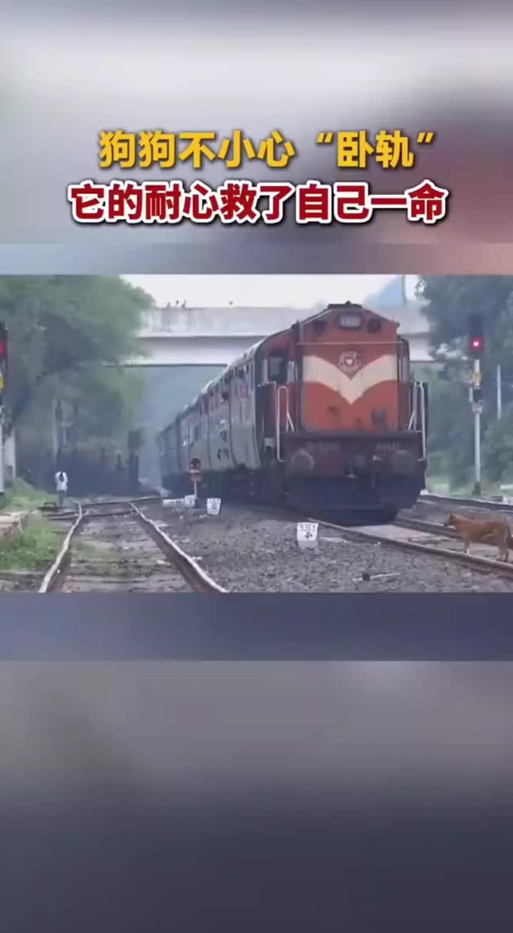 狗狗机制“卧轨”救了自己狗命