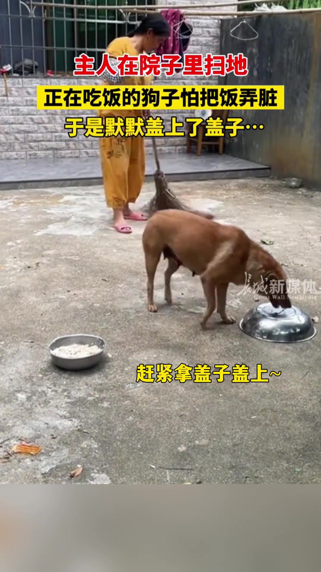 这狗子真讲卫生