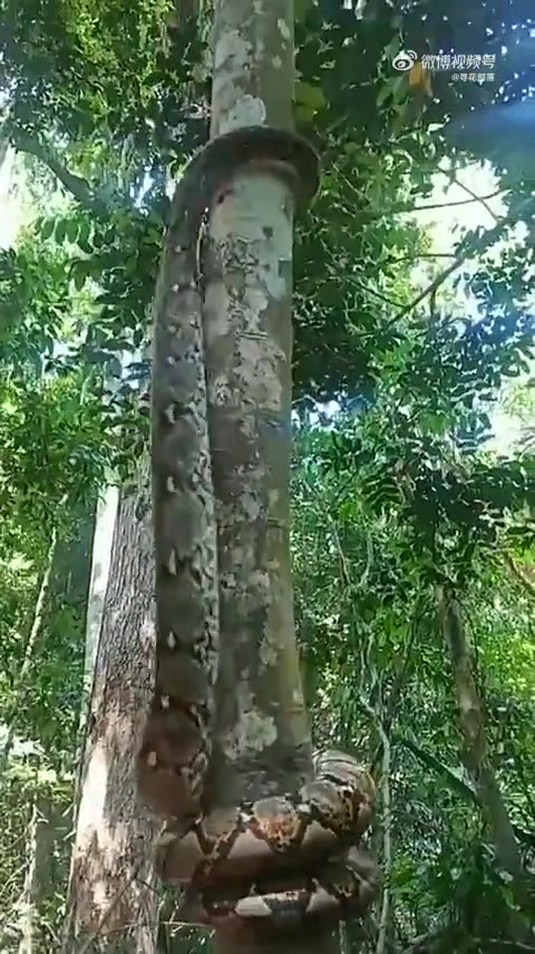 蛇居然能爬树
