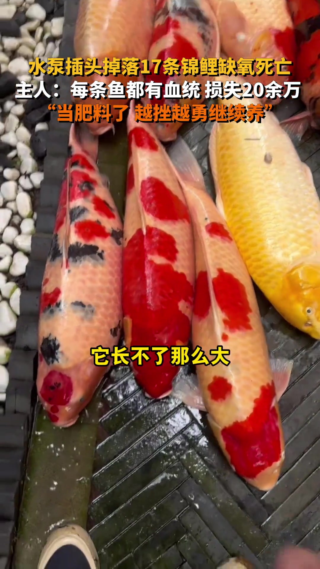 水泵插头掉落17条锦鲤缺氧死亡，主人：损失20余万