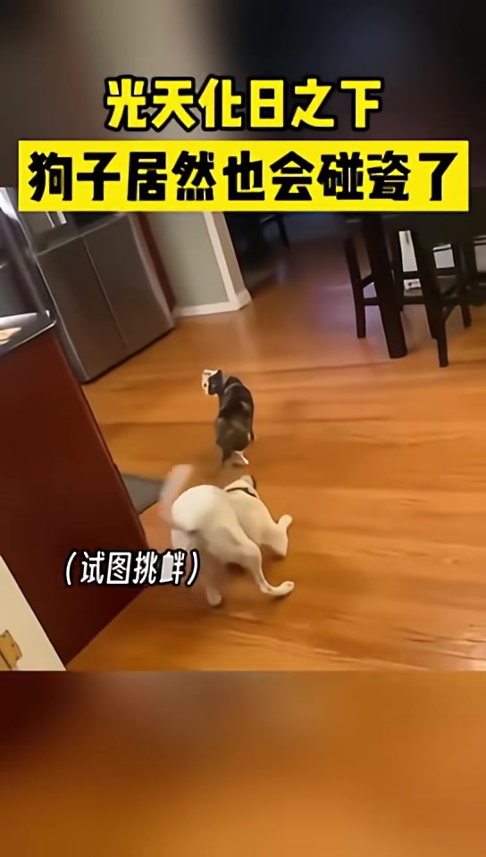 光天化日之下狗子居然也学会碰瓷了