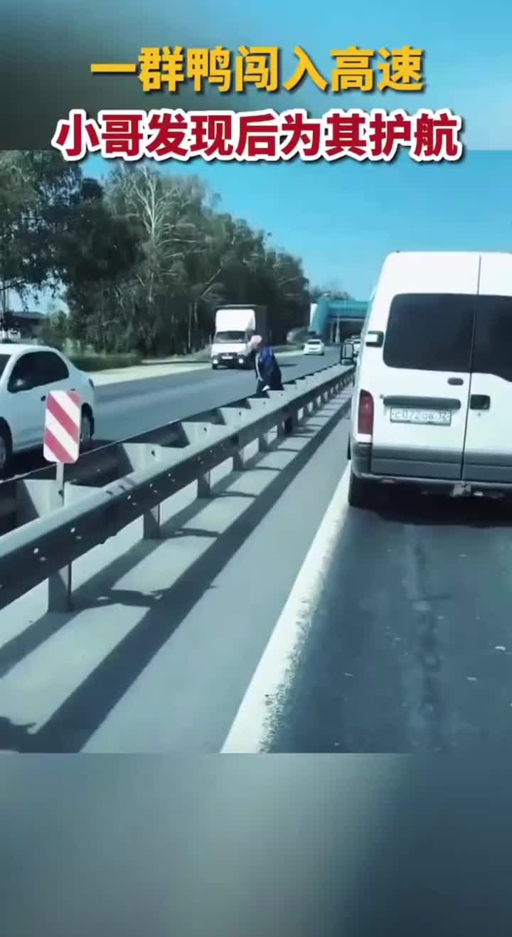一群鸭闯入公路，小哥发现后为其“护航”