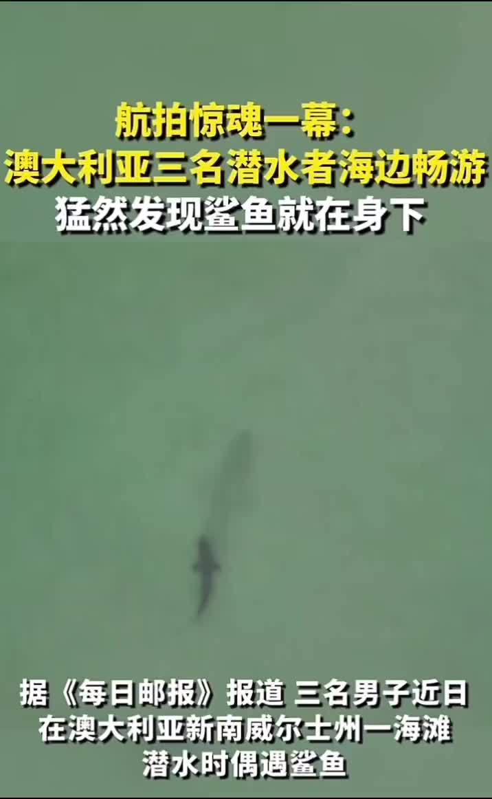 澳大利亚三名潜水者海边畅游，猛然发现鲨鱼就在身下