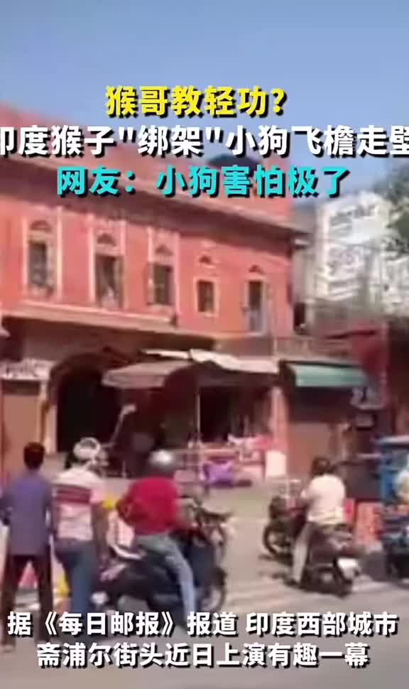 印度猴子“绑架”小狗飞檐走壁