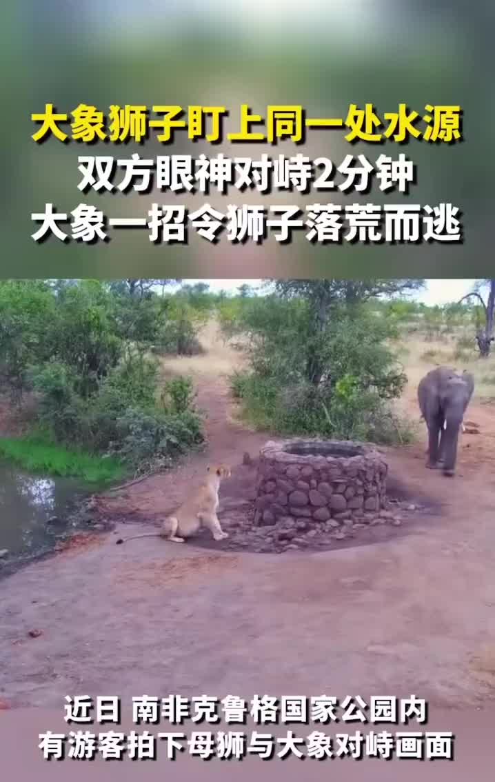 大象狮子盯上同一水源，大象一招令狮子落荒而逃