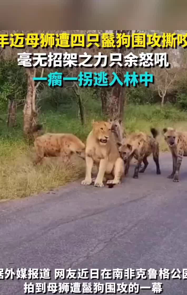 年迈母狮遭鬣狗围攻，狮吼也无法驱赶