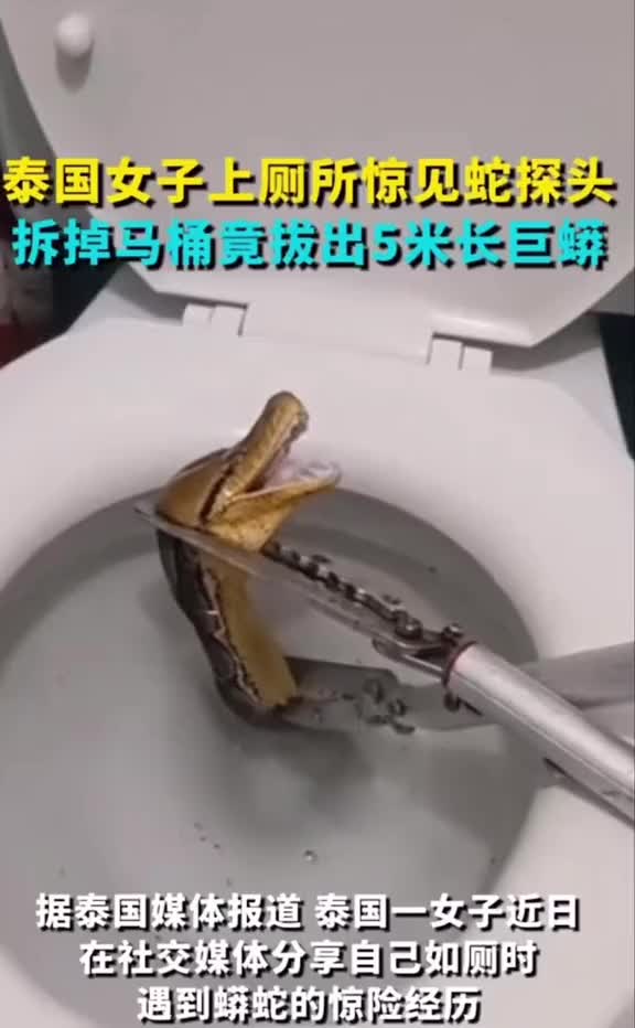 泰国女子上厕所惊见巨蟒探头