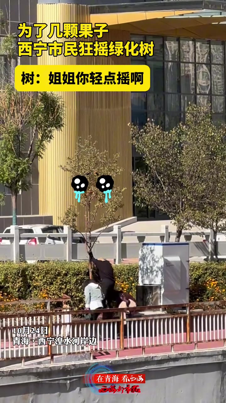 为了几颗果子西宁市民狂摇绿化树树：姐姐你轻点摇啊