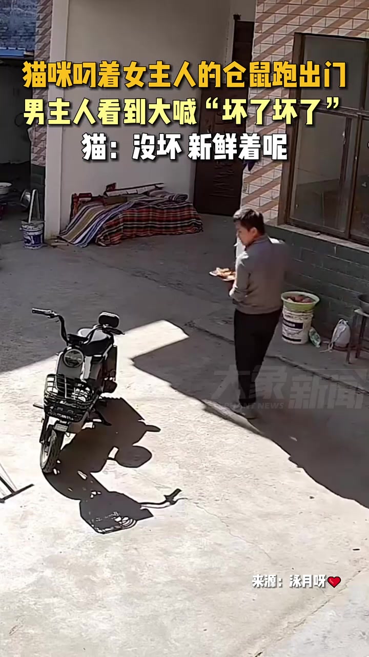 猫咪叼着女主人的仓鼠跑出门，男主人看到大喊“坏了坏了”