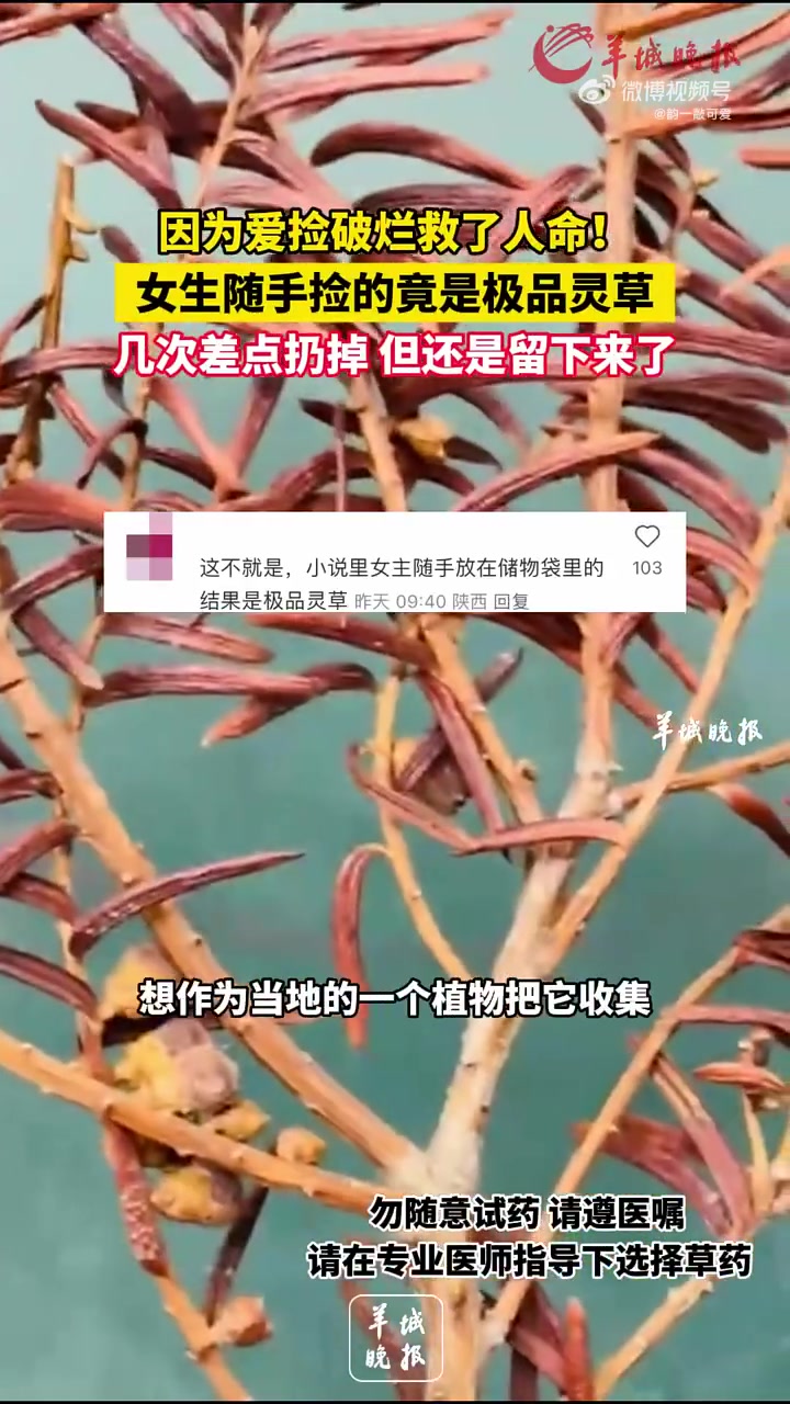 因为爱捡破烂救了人命！女生随手捡的竟是极品灵草，几次差点扔掉