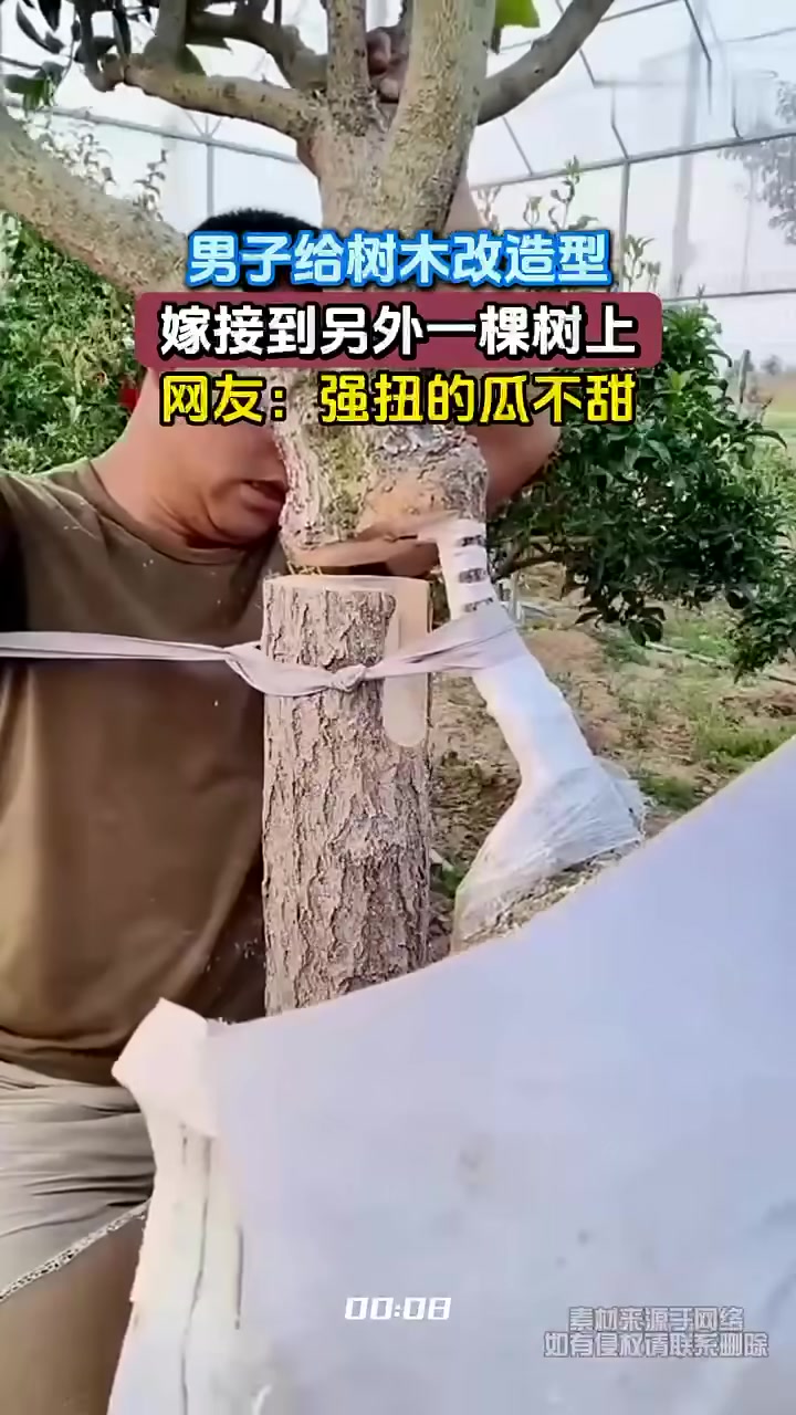 男子给树木改造型，嫁接到另外一棵树上，网友：强扭的瓜不甜！