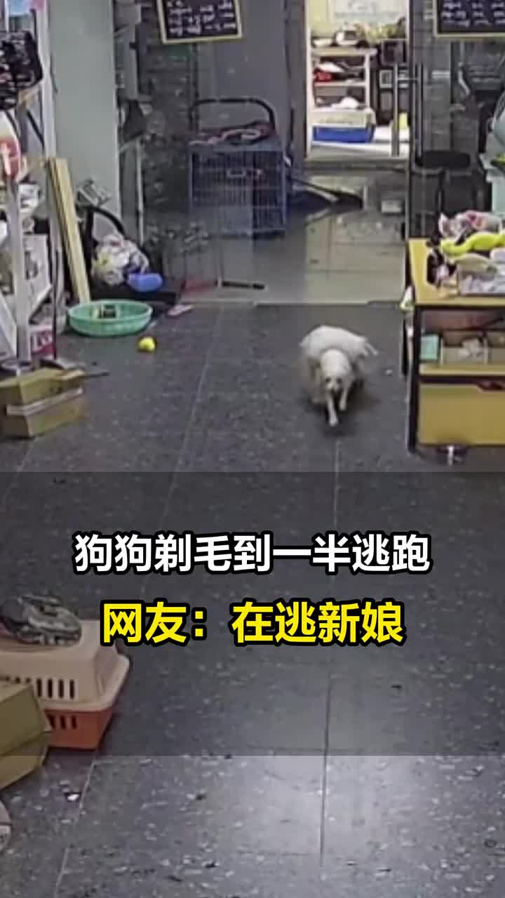 毛剃一半直接跑路了，路人会不会以为这狗是什么新品种