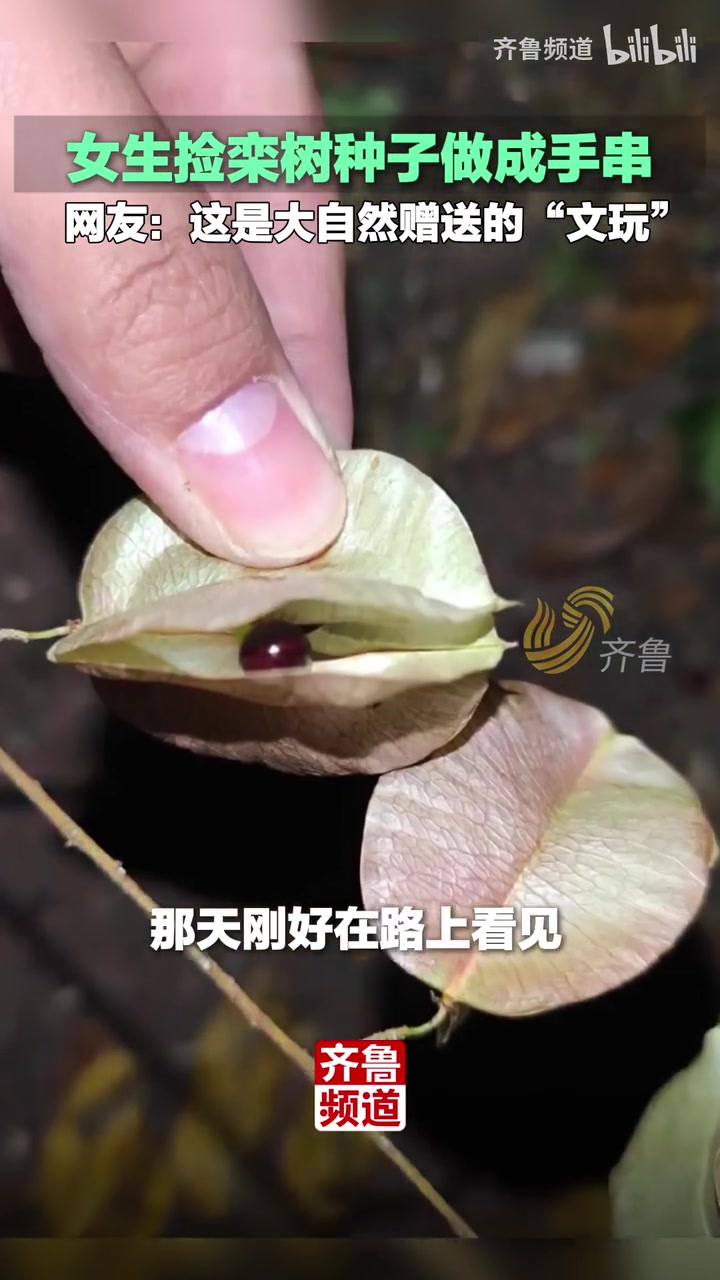 女生捡栾树种子做成手串，网友：这是大自然赠送的“文玩”