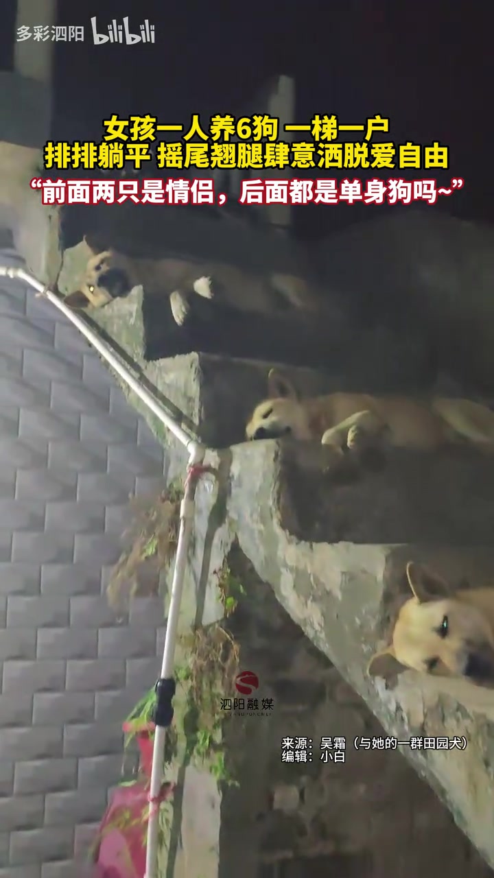 女孩一人养6狗，一梯一户排排躺平摇尾翘腿爱自由