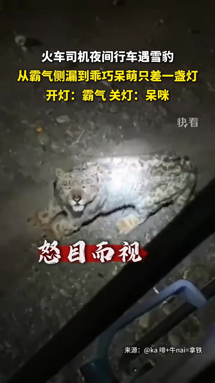 芝士雪豹来了！看起来还怪可爱的