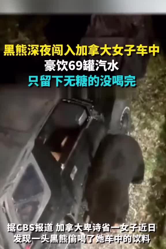 一只黑熊深夜闯入女子车中，69罐汽水被其一扫而空